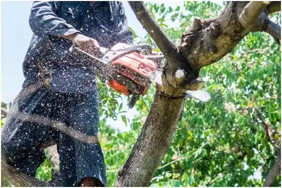 tree services Early